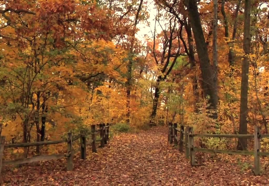 fall foliage new york autunno