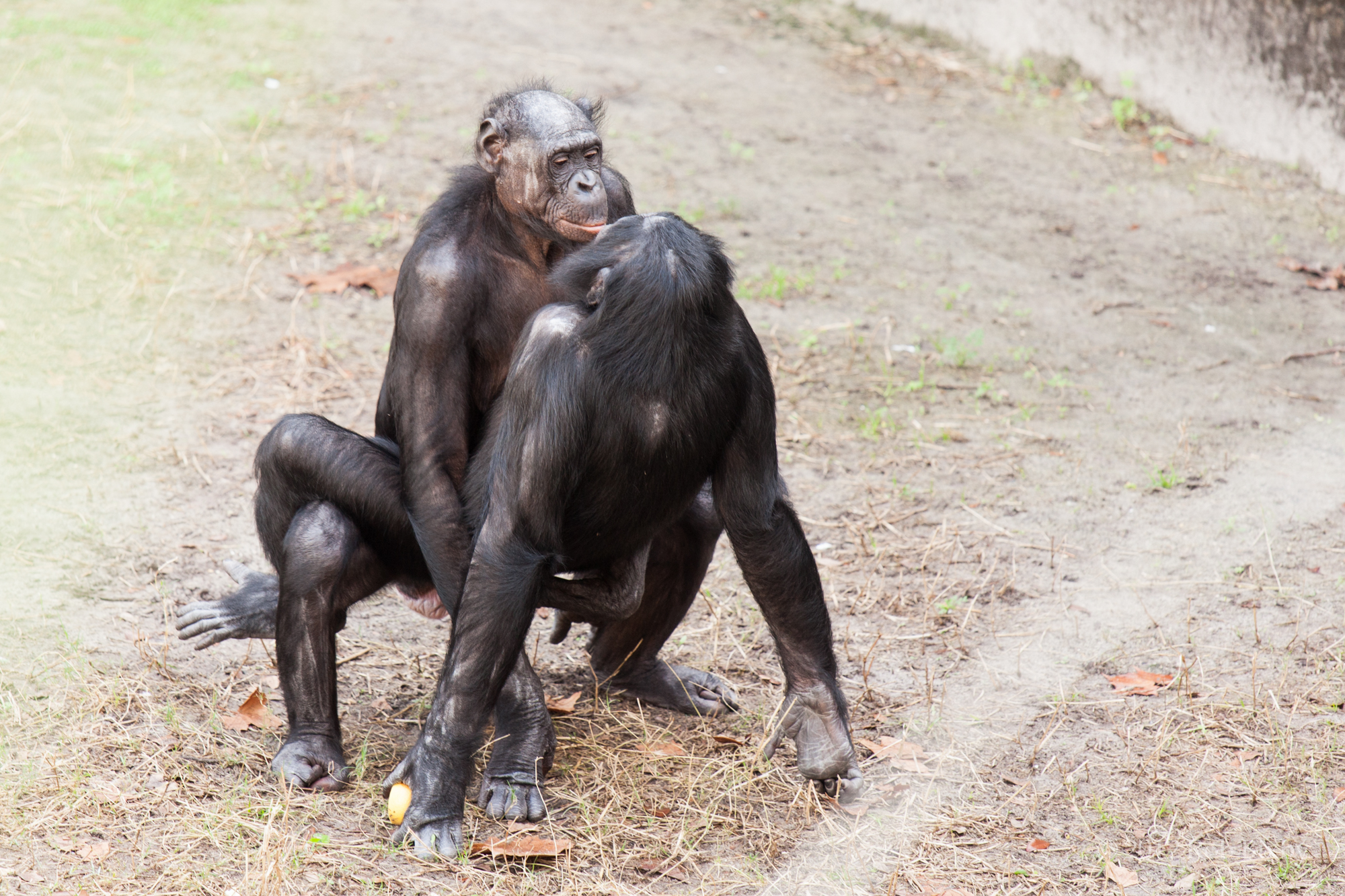 Bonobos in action