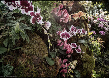 Orchidee al NY Botanical Garden / Terry W. Sanders