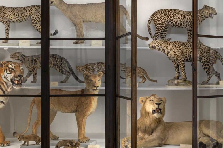 Reperti zoologici al Museo La Specola di Firenze / Ansa
