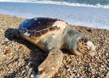 Una tartaruga marina spiaggiata - Credit: Ansa