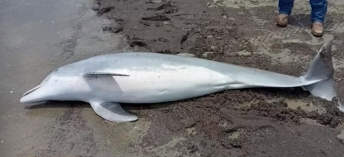 Dead Dolphin Found Washed Up on Beach With Bullets in Heart, Brain, and ...