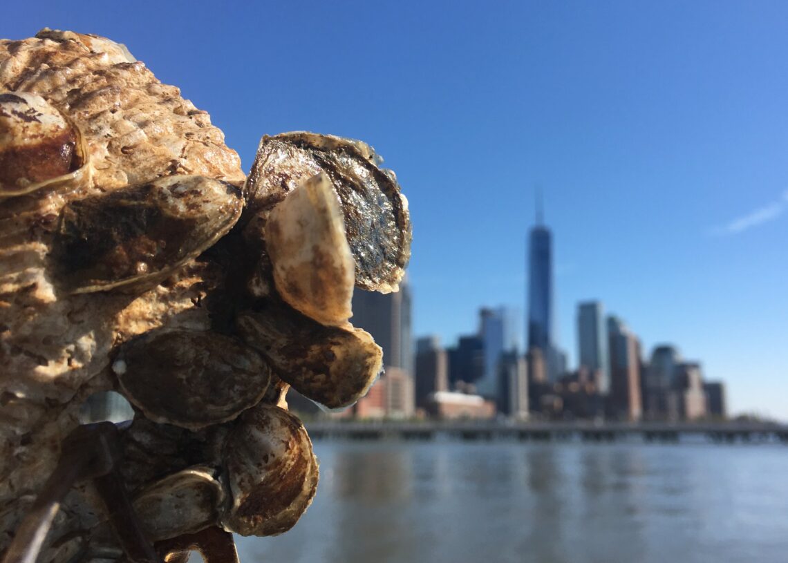 Project to Restore NY Harbor Oysters Not a Great Success—At Least for ...