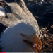Aquila Jackie durante la covata / screenshot da You Tube
