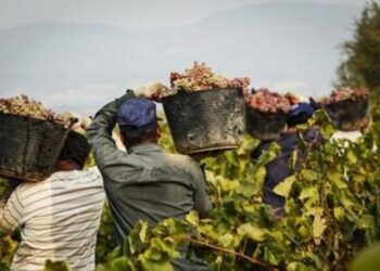Agricultural workers / Ansa