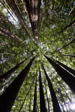 sequoie