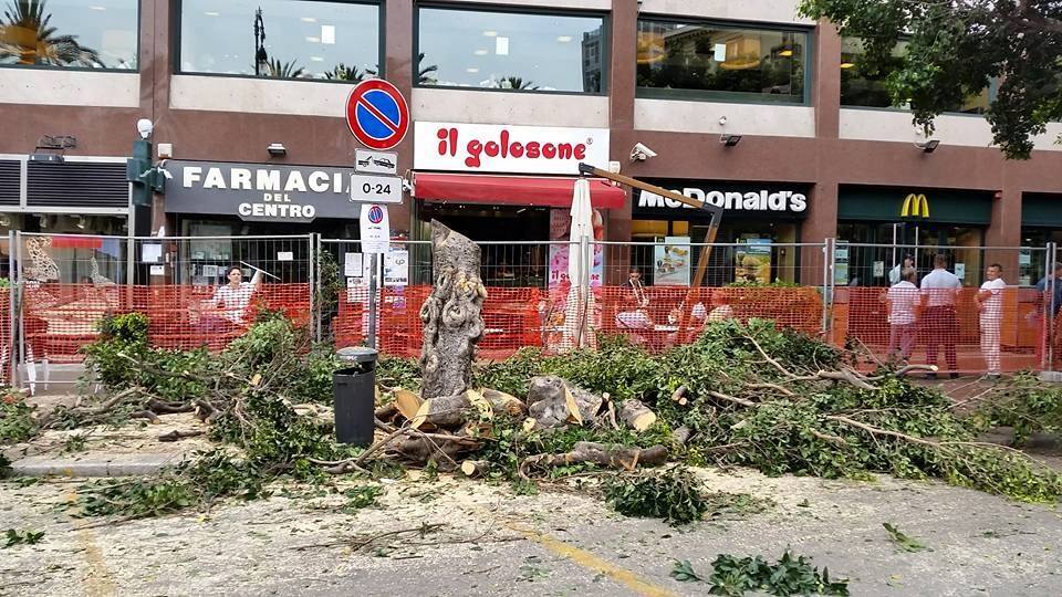 alberi distrutti